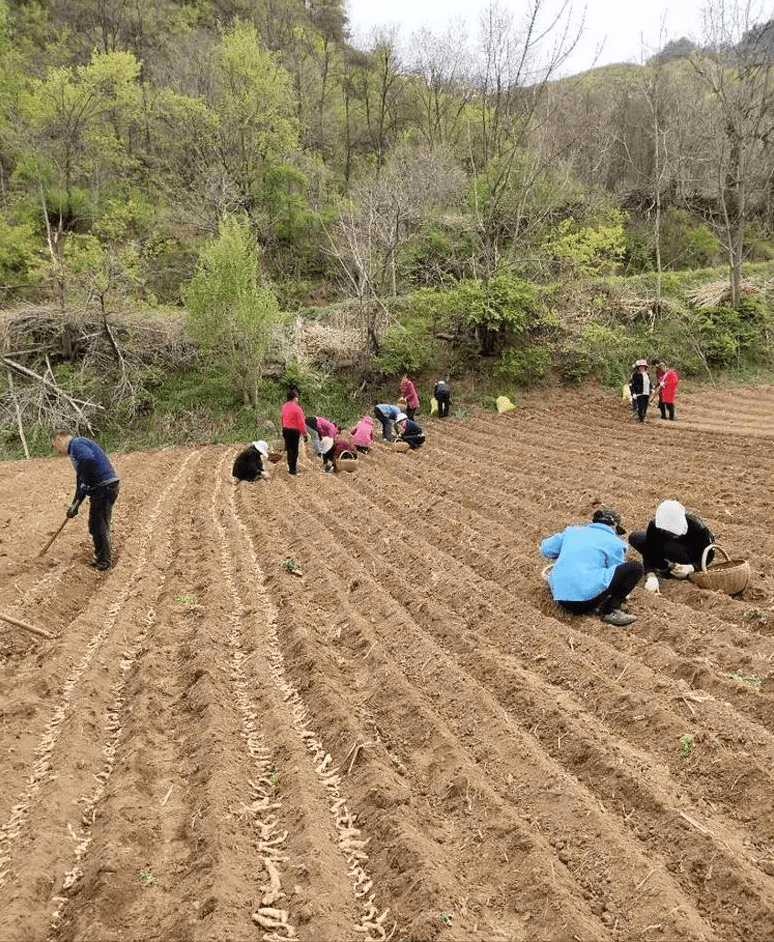 镜湖区农业农村局新项目启动，乡村振兴新引擎启动