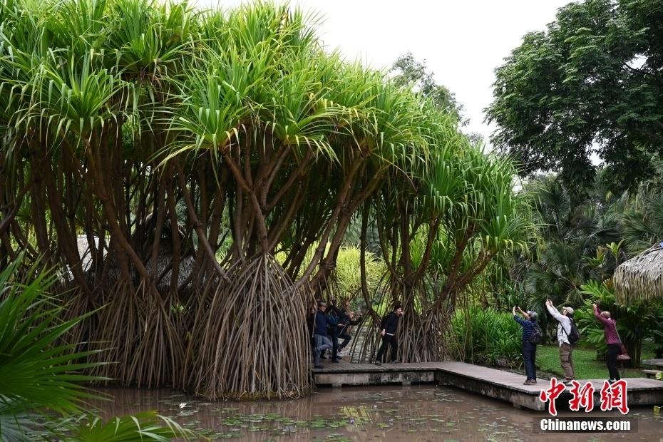 中国科学院西双版纳热带植物园最新开放时间与探索之旅开启