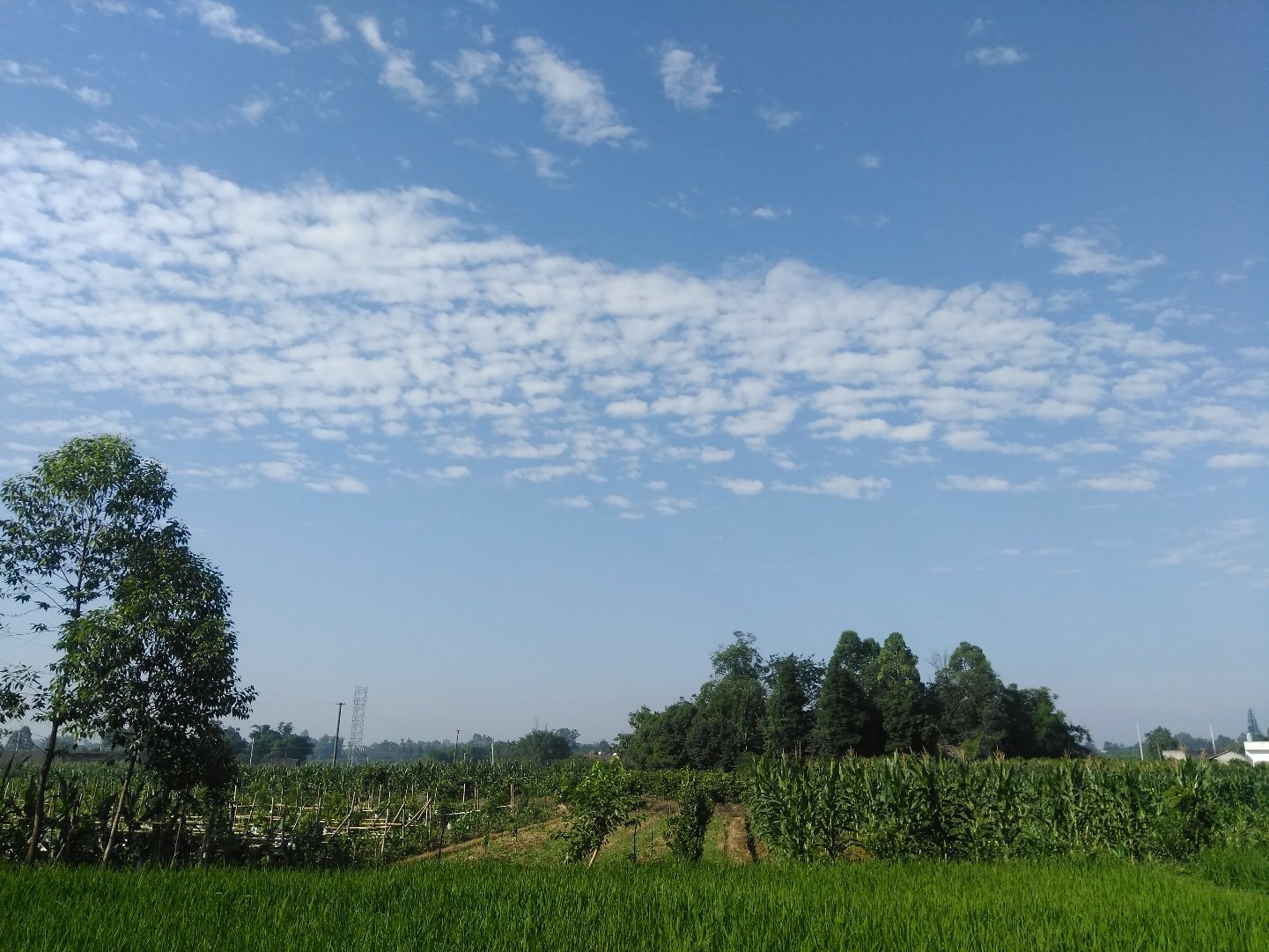 起步镇天气预报更新通知